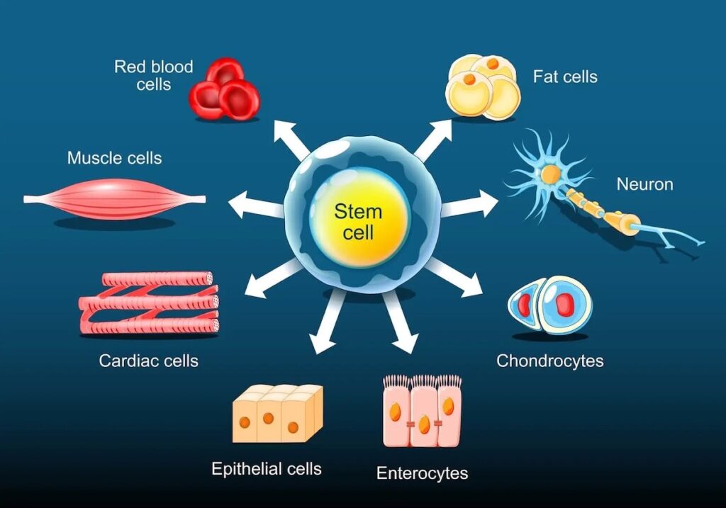 STEM CELL